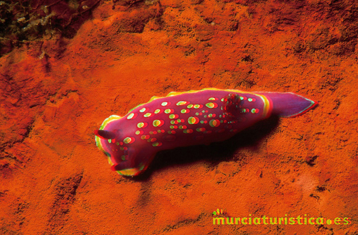 nudibranquio