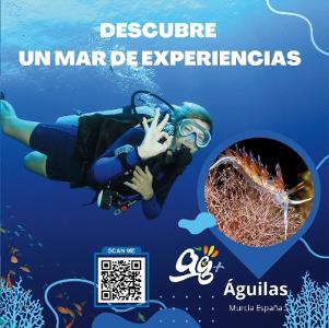 Buceo en guilas. Descubre un Mar de Experiencias