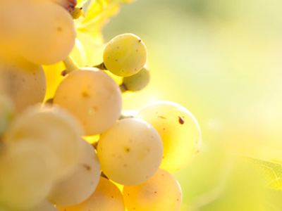 White Grape Varieties
