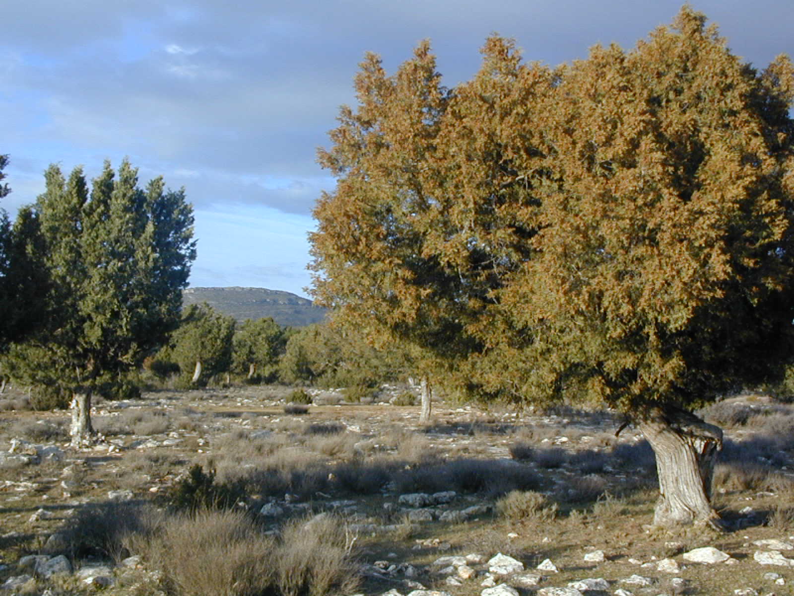 SABINA ALBAR FOREST