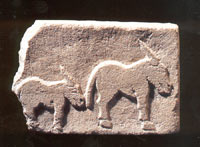 Relieve de burro 